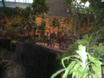 Our group watching the gorillas