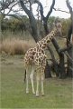 Giraffe