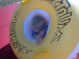 Hannah in a tube