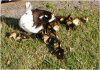 Mother duck and her 13 ducklings