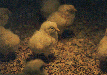 Chicks
