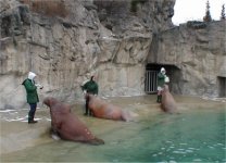 Walruses