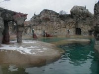Walruses